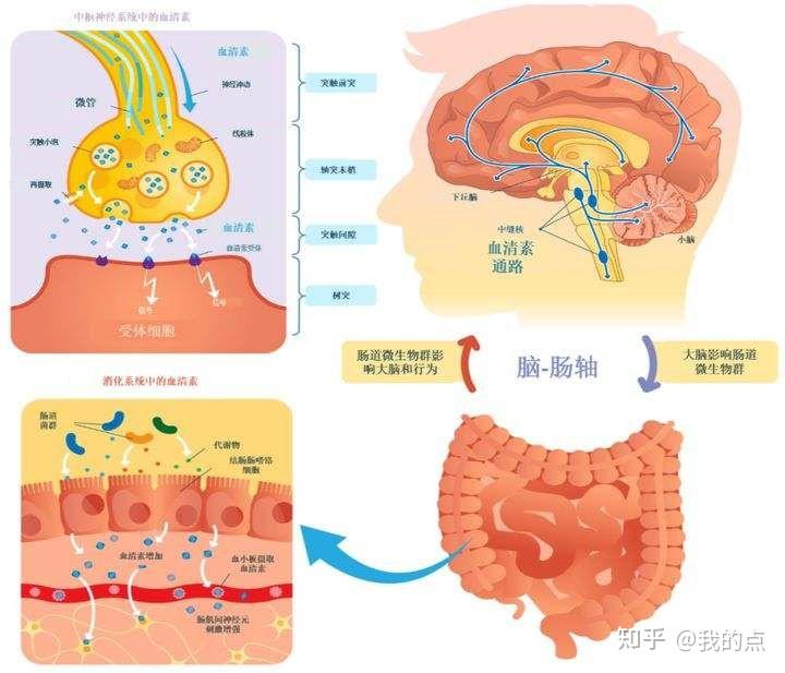 血清素是怎么一回事