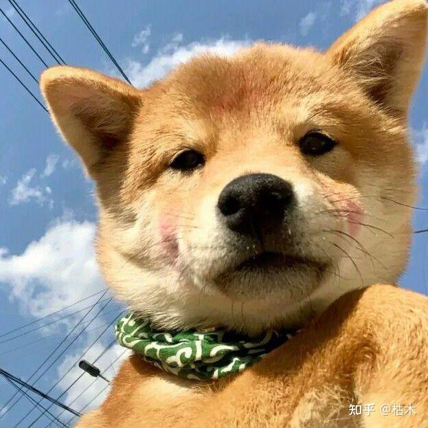 有没有这种狗头像