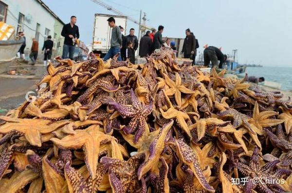 海底蝗虫 入侵青岛胶州湾 最新措施来了 全网搜