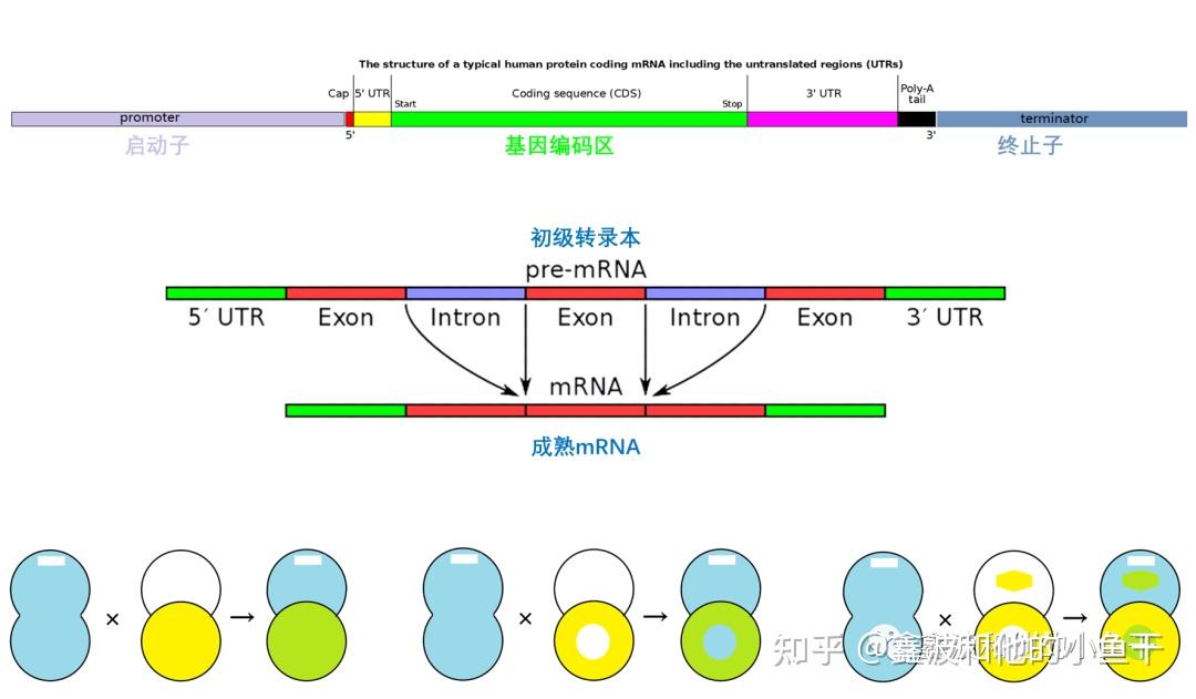 遗传学「镶嵌显性」 - 知乎