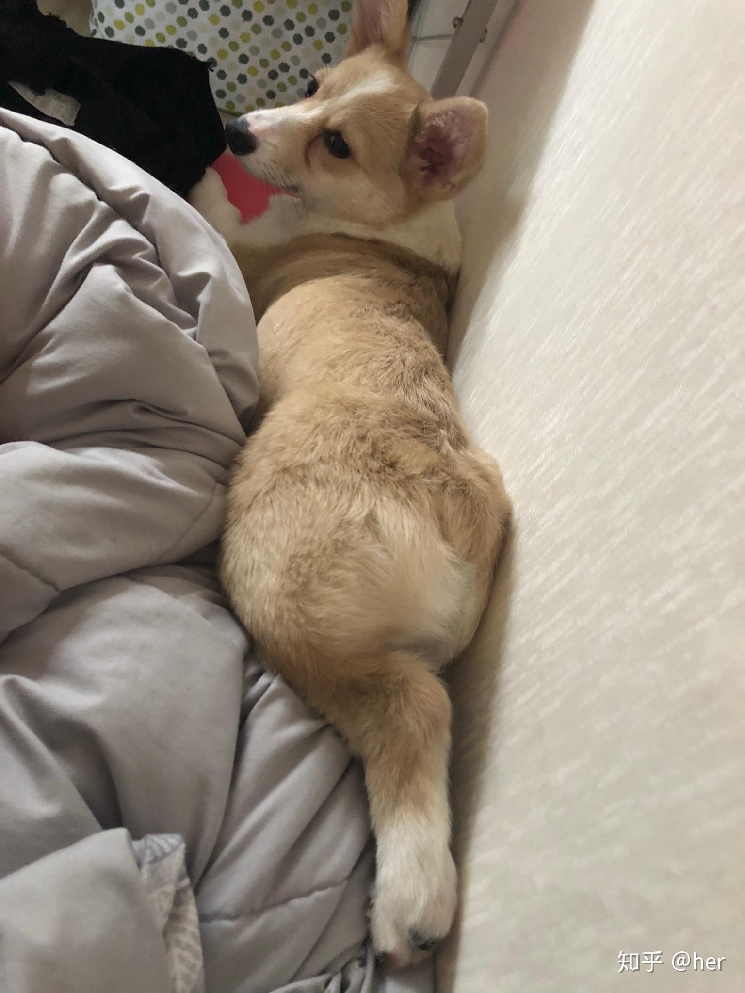 我家柯基宝宝一个多月,脸花色有点阴阳脸,换毛后会好点吗?