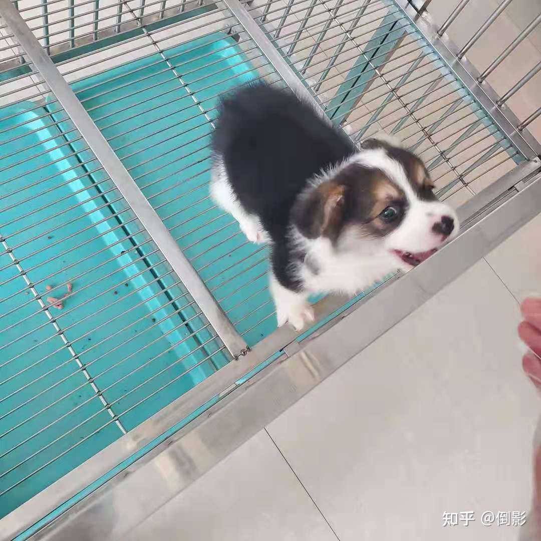 帮忙看看这只柯基长大后会是什么颜色