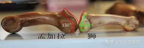 老虎骨的鉴别 - 知乎