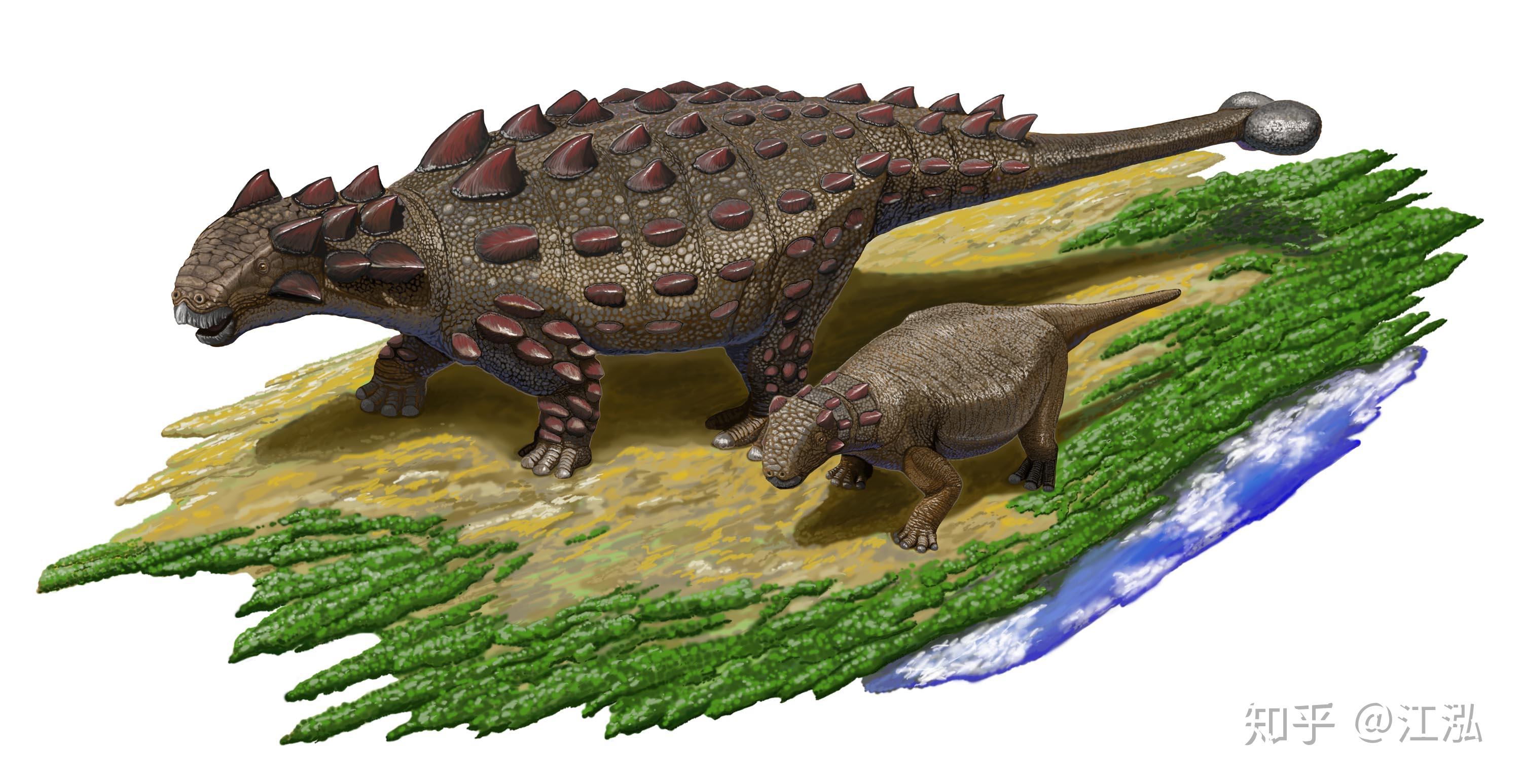 包头龙(euoplocephalus),属于甲龙类,生存于距今7640至7560万年前的晚