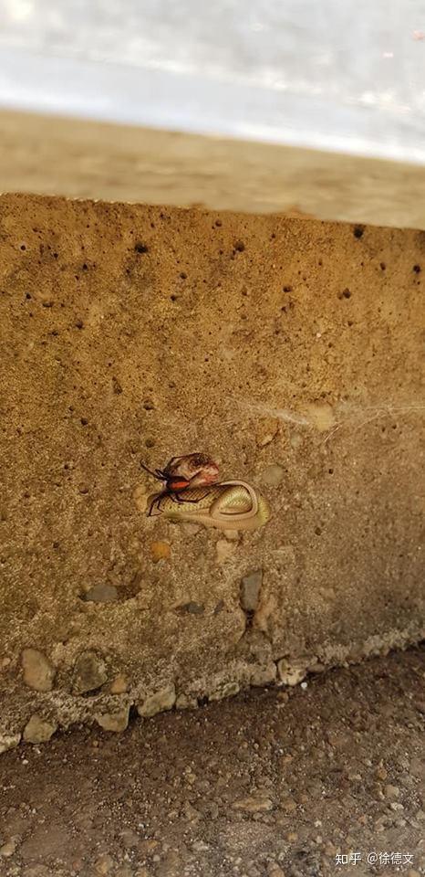 红背蜘蛛杀死世界第二毒蛇人类被咬也活不过半小时