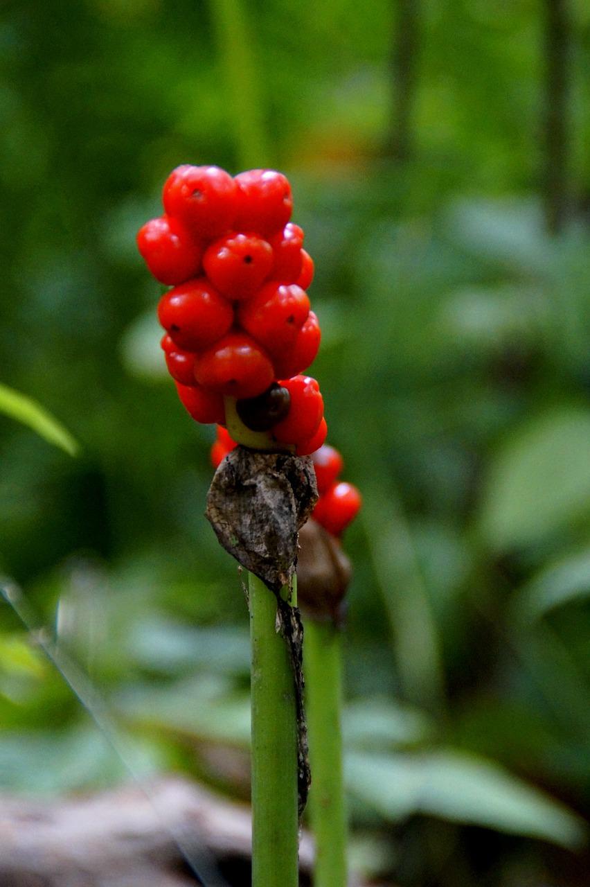 有毒的植物多少钱
