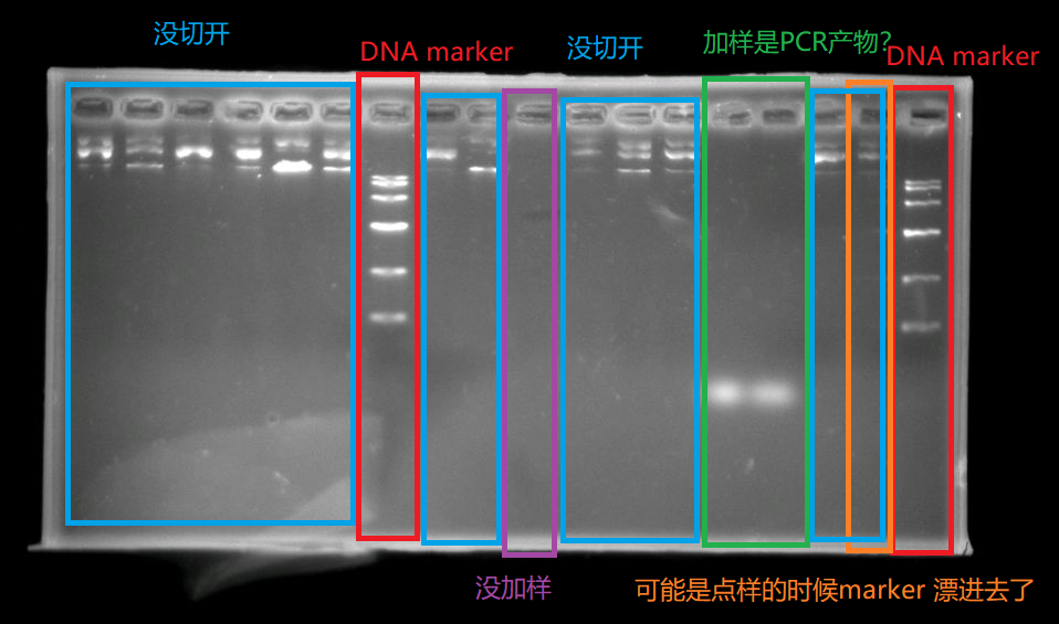 dna酶切技术实验后琼脂糖凝胶电泳实验怎么分析? 