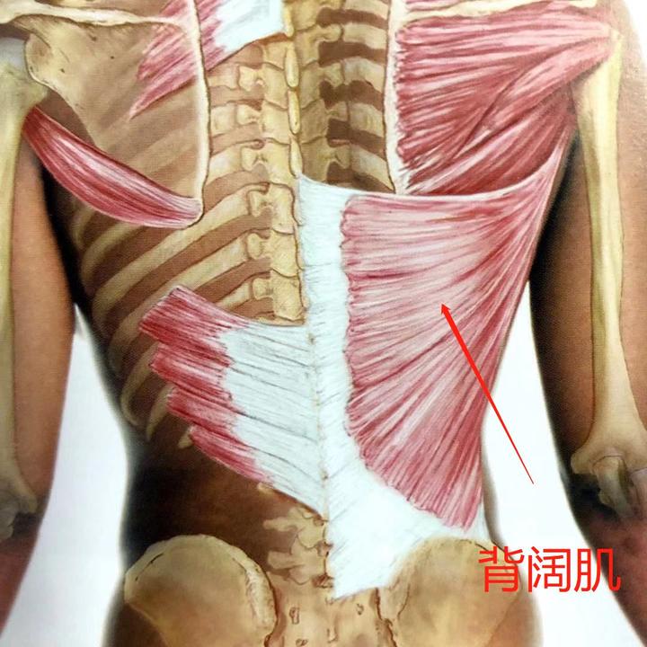 章老三教你如何放松背阔肌？ - 知乎