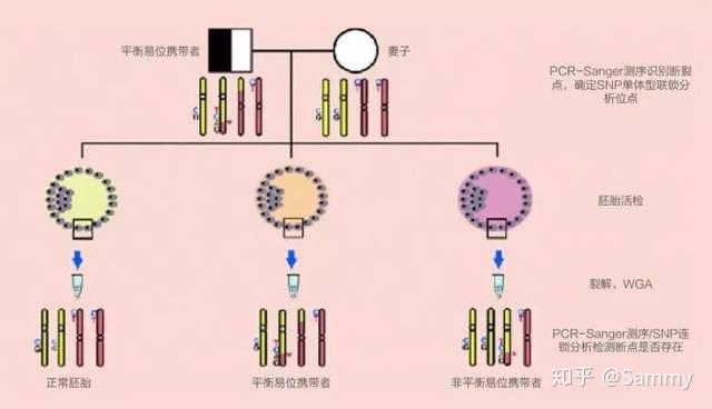 染色体平衡易位 - 知乎