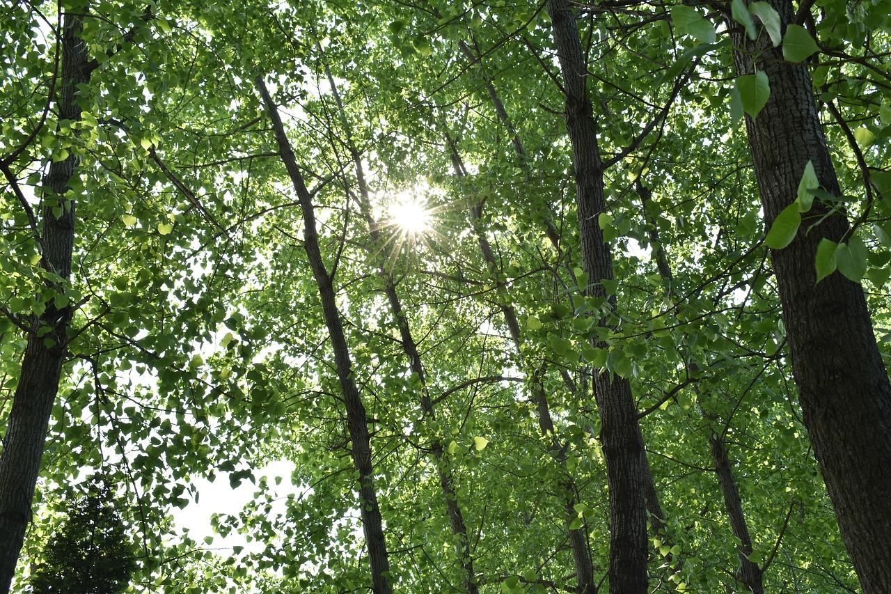 武汉哪里树荫多