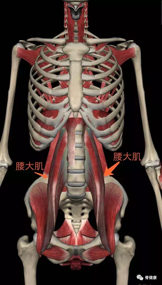 髂腰肌滑囊解剖图片
