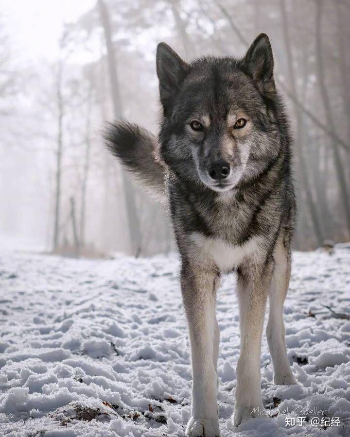 拥有一只狼作为宠物是违法的吗