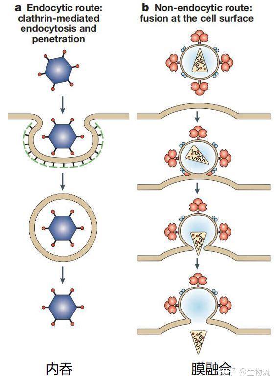 病毒进入细胞图片