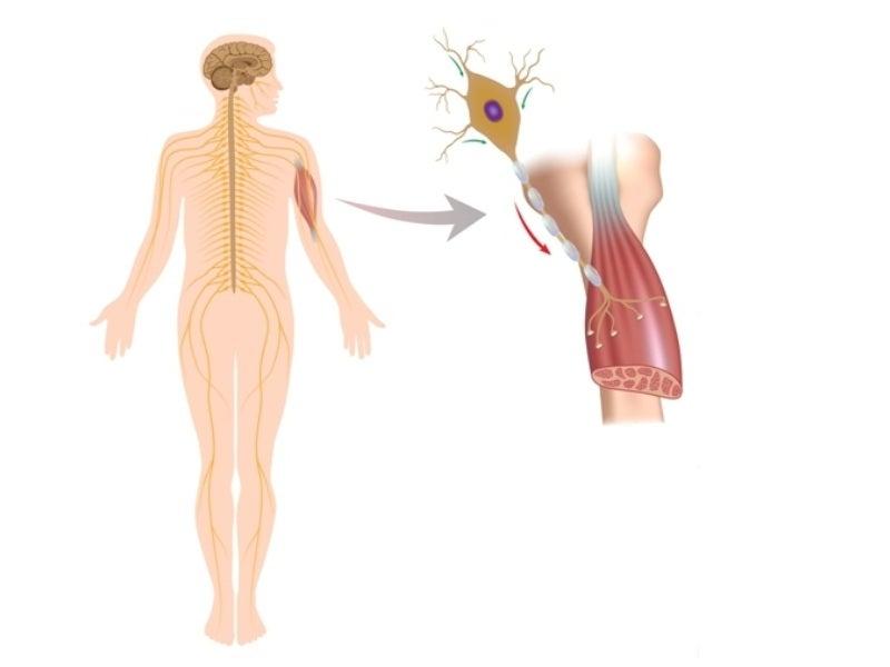 2个月以下脊髓性肌肉萎缩症婴儿新药fda扩大evrysdi批准范围