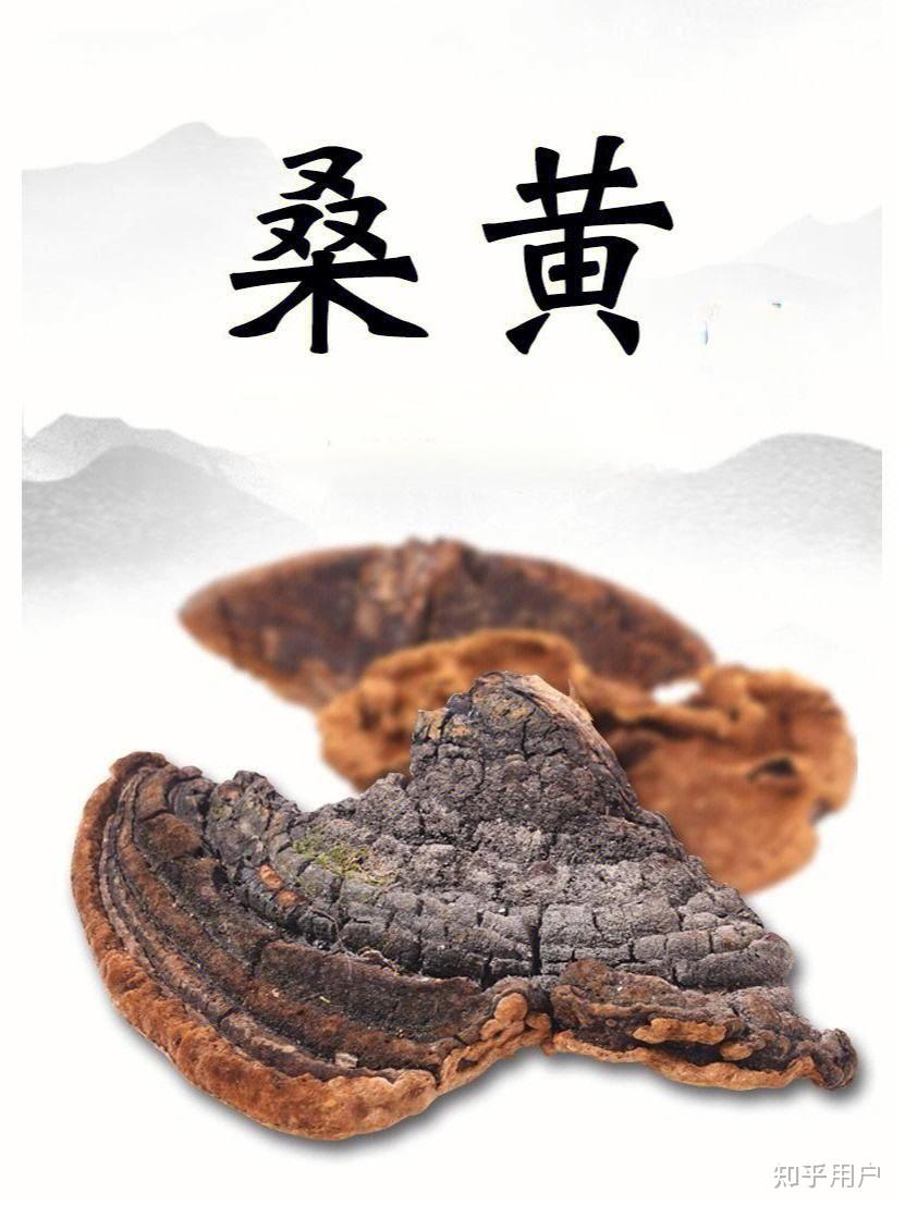 桑黄有什么药用功效？ - 知乎