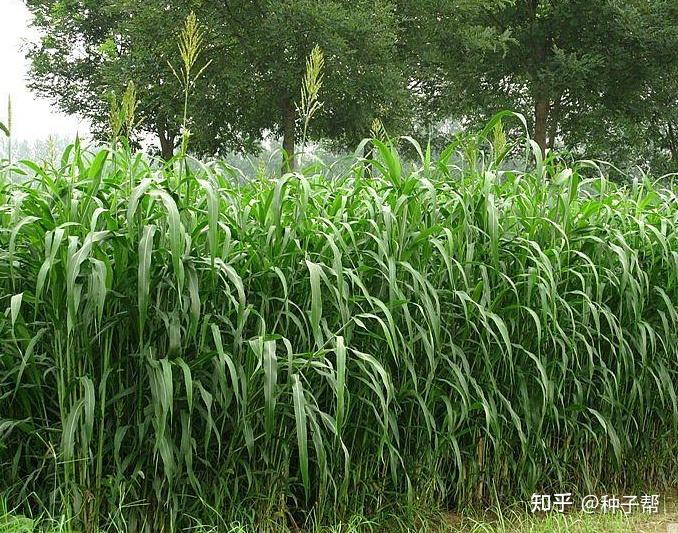 高丹草当年种植当年就可以收获高产,它和普通的多年生牧草不同,它种植