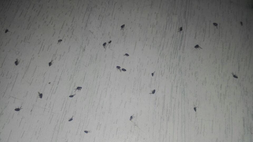 被老鼠身上的跳蚤咬了会得鼠疫吗