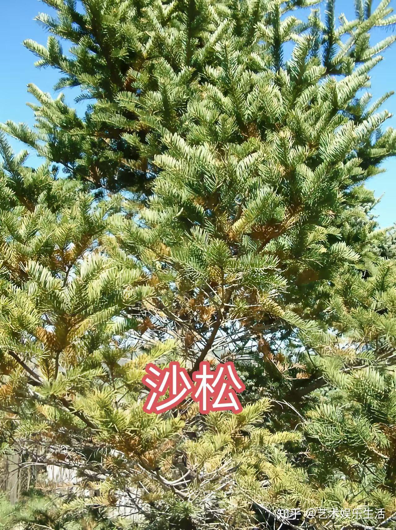215种松科植物,最长寿的狐尾松已经活了4800岁 - 知乎