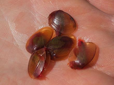 有趣的趋同进化