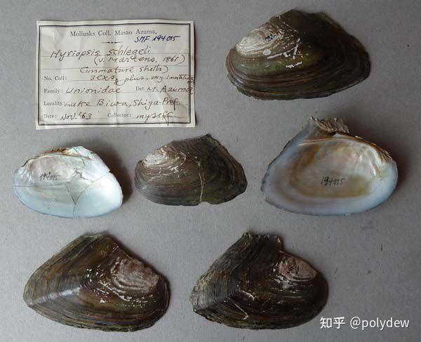 请问这是什么蚌三角帆蚌