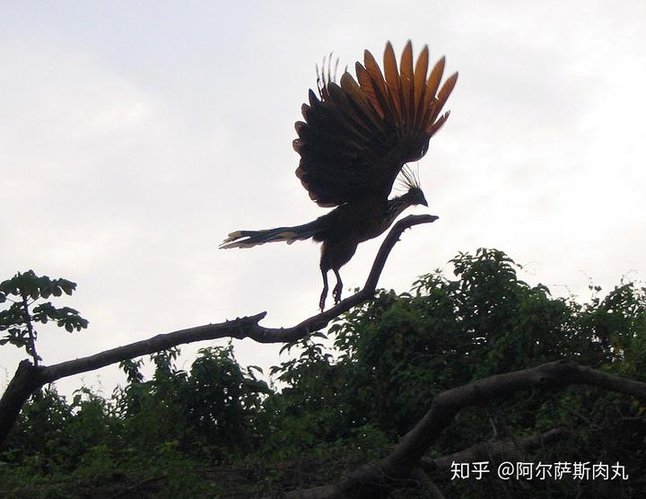 为什么大众仍然不接受鸟类源于恐龙？