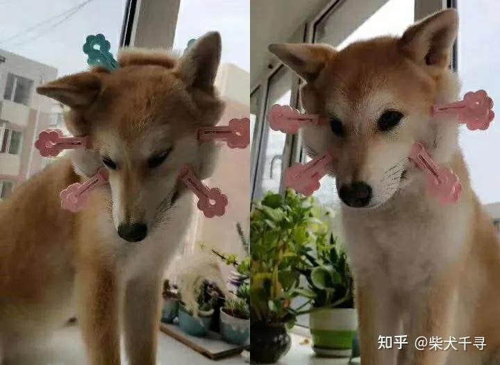 如何讓柴犬爆臉