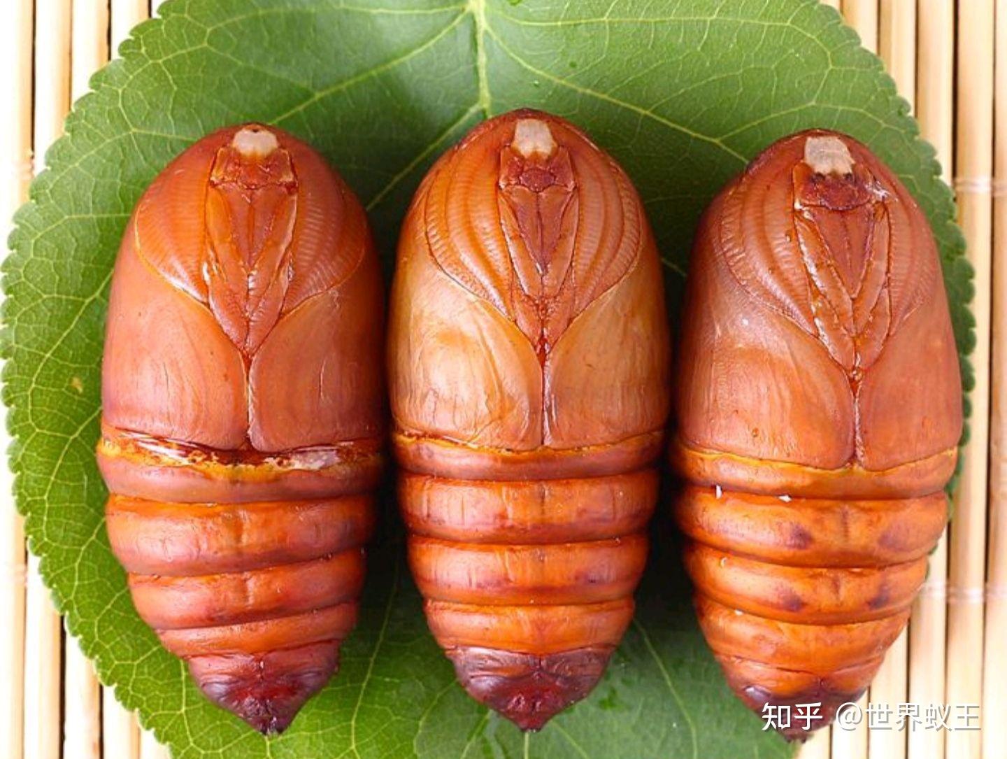 请问大佬们,这是什么的蛹?