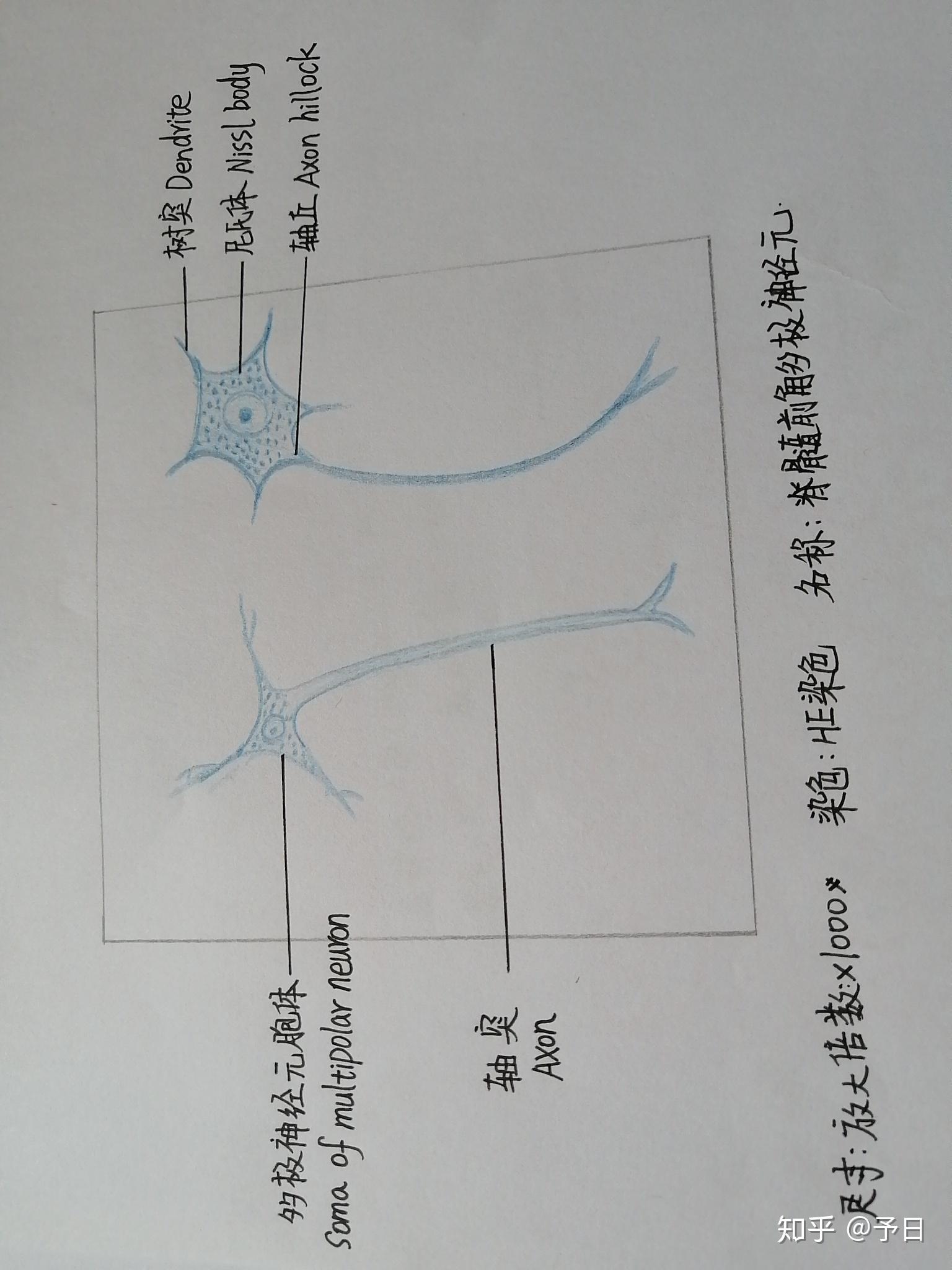 神经元实验报告手绘图图片