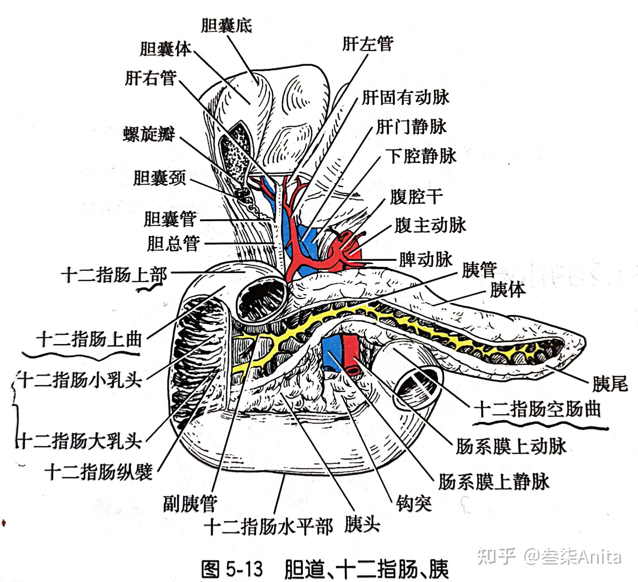 正面肝脏》十二指肠胰腺脾脏