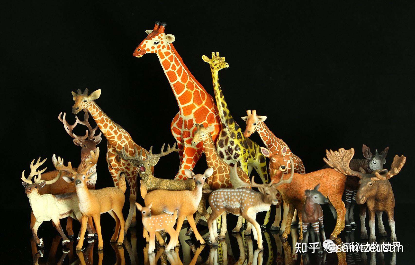 90后女博士给新物种命名派大星这是一种怎样的生物物种命名一般有什么
