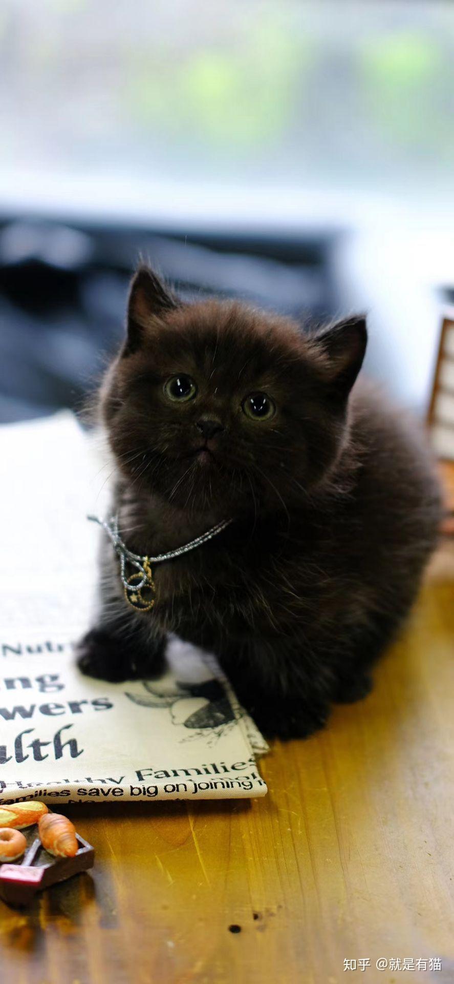 啥是黑猫 v2-5d52a85d97cc7dbaaea42d621aeb1c04_r.jpg