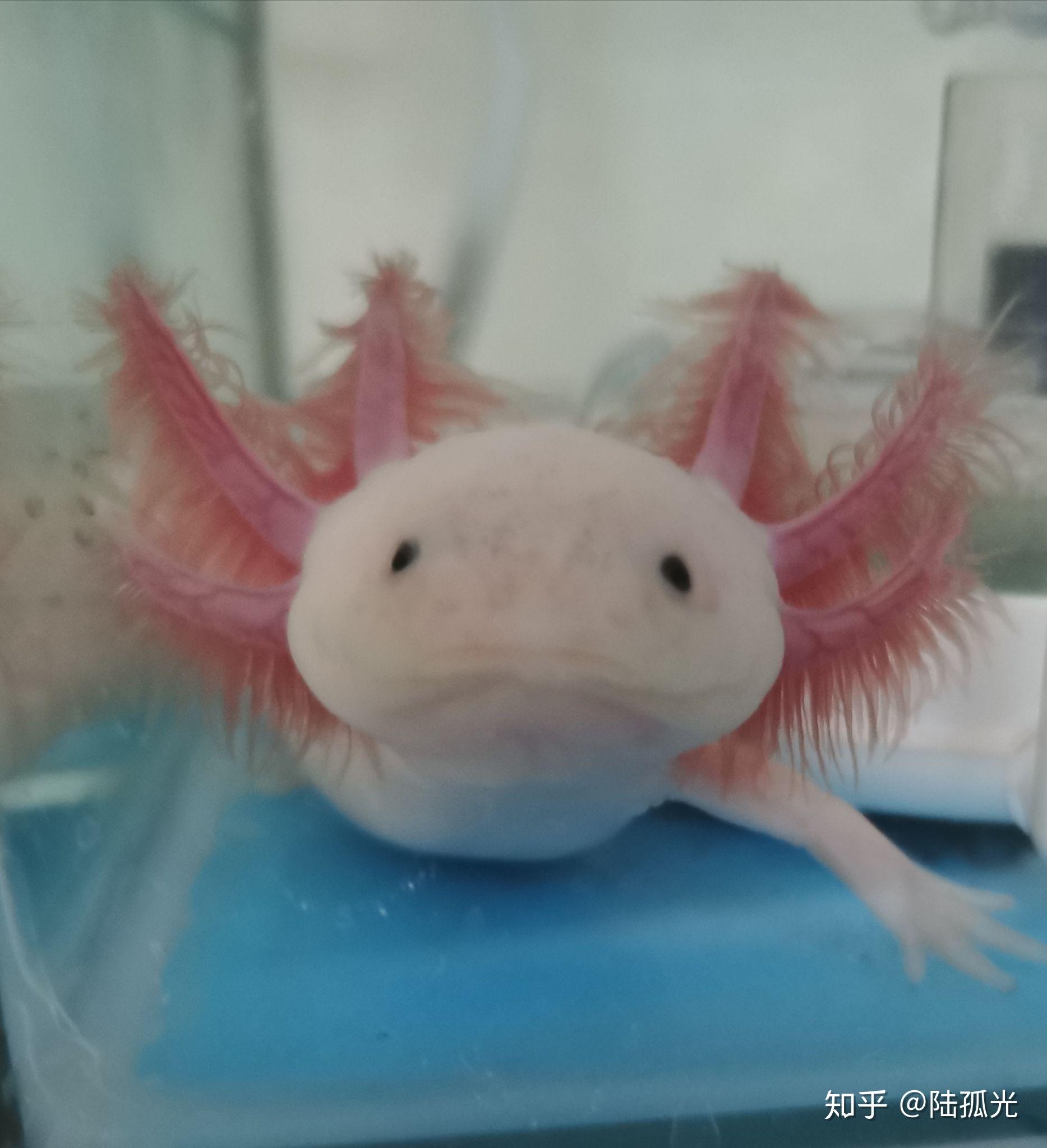 六角恐龙(蝾螈)怎么饲养?有什么要注意的吗? - 知乎