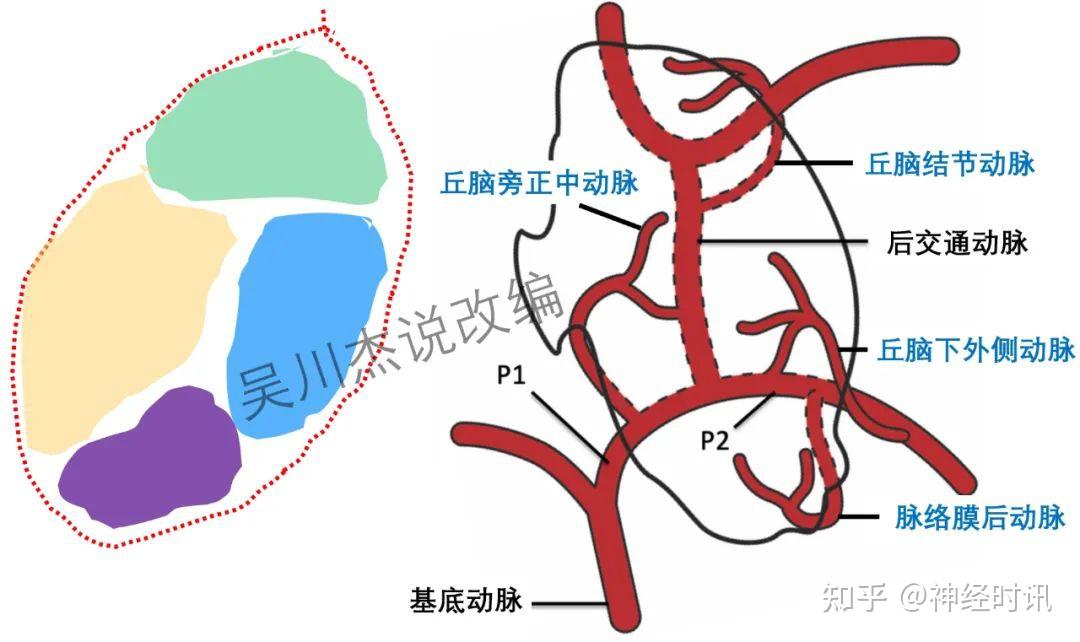 图文详解 | 丘脑的血液供应
