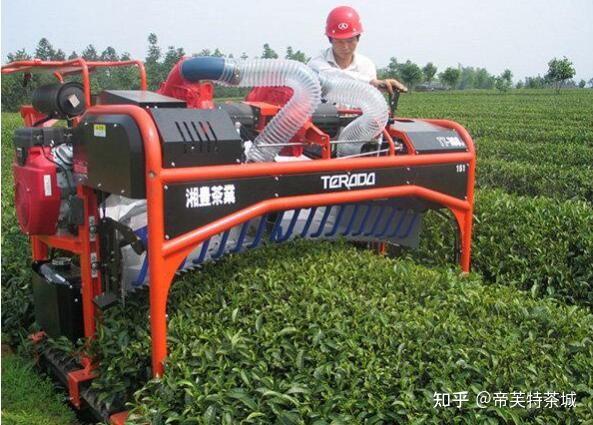 用机械化方式修剪茶叶的具体措施