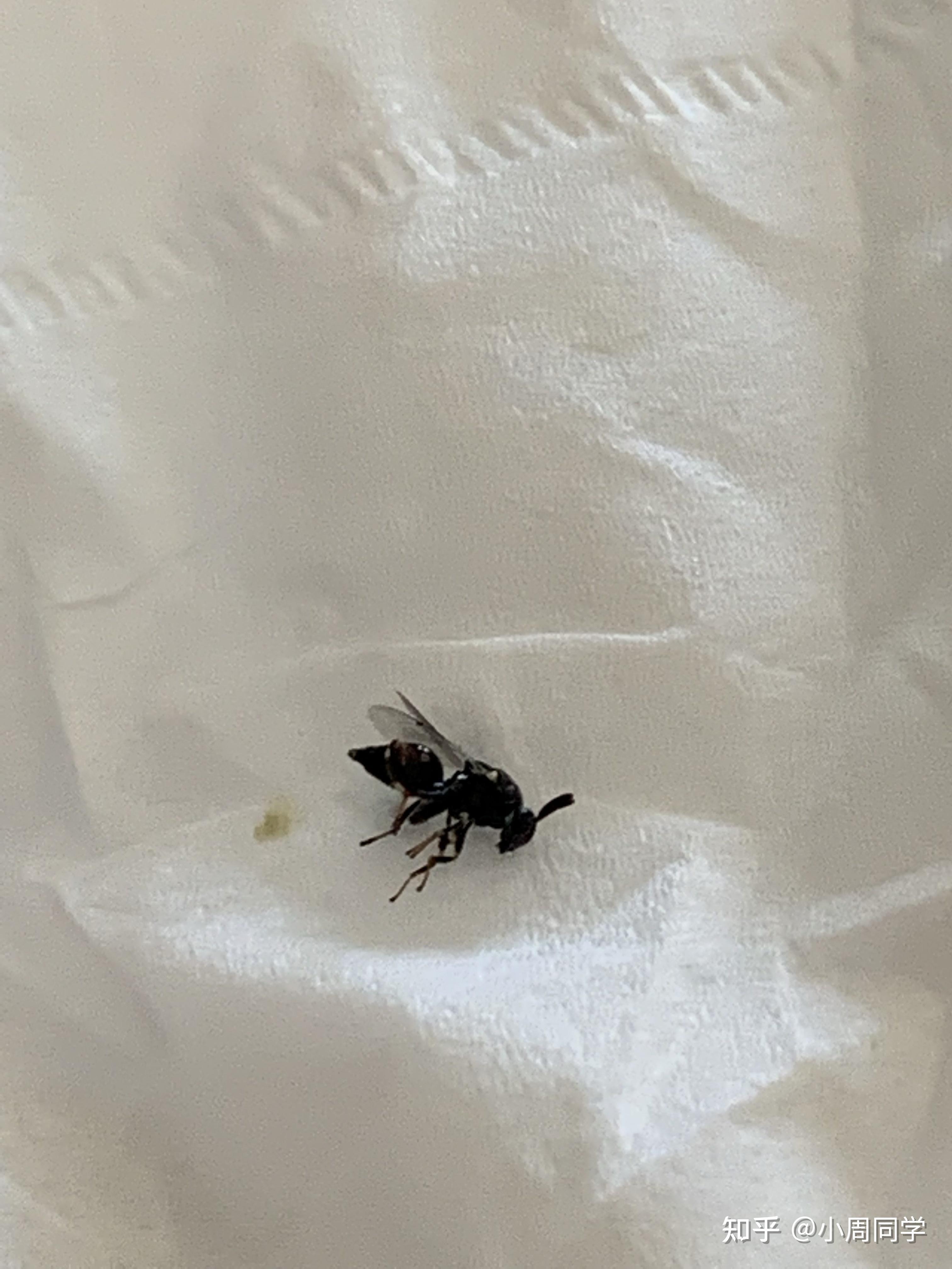 请问这种黑色带翅膀好像蚂蚁的虫子是啥玩意啊?蚁类还是蜂类? - 知乎