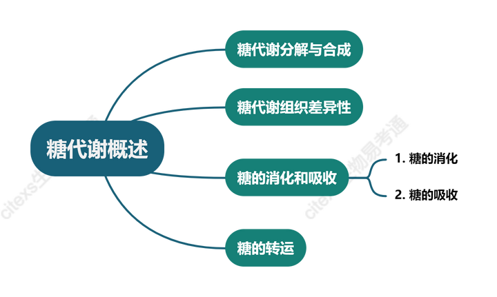 生物化学高频考点(三十三)之糖代谢概述内容及思维导图