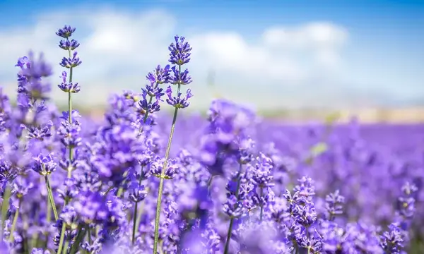 藏着薰衣草般浪漫梦幻的紫水晶 你见过吗 知乎