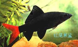 鼠鱼可以养多少条 v2-5d64542c267378d4191320d99688fc24_b.jpg