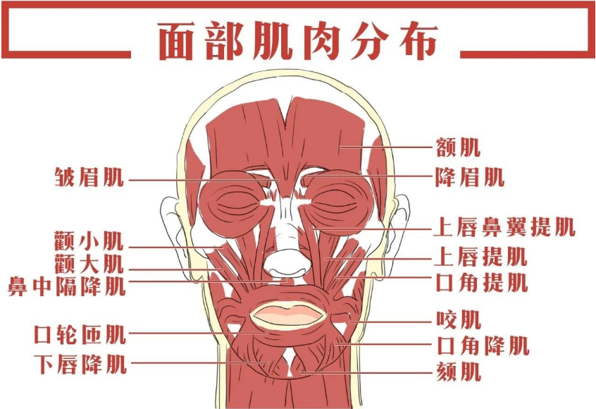 眉骨结构图片