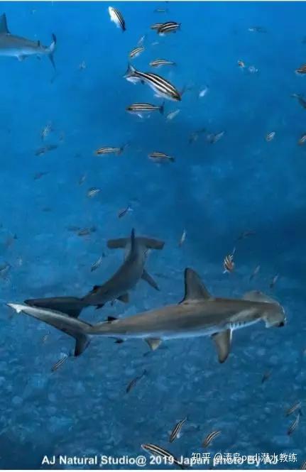 日本伊豆锤头鲨风暴风暴6月至11月底