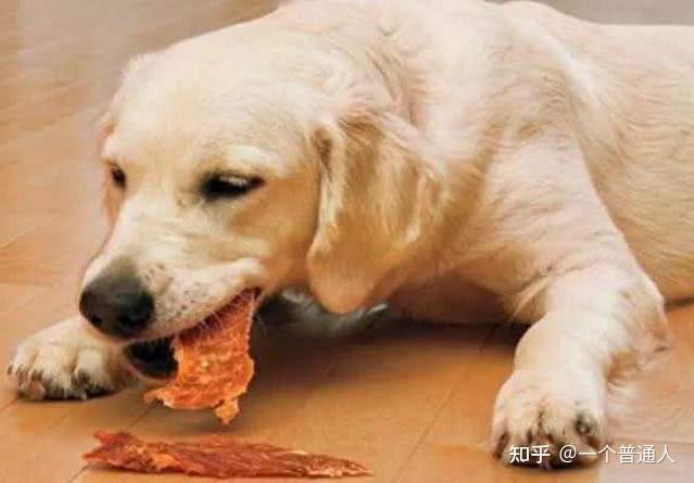 狗狗怎么补钙吃什么好 v2-5d6b19660b7030cbddd6cebb87f3a0f4_r.jpg