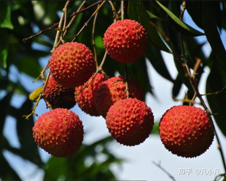 荔枝补阳排寒原来这么强，用它这样煮水喝，专攻上热下寒，吃几次，舒服多了 - 知乎