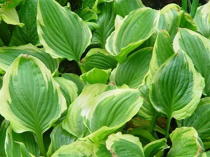 喷泉草鸟巢蕨棕竹排草棕榈散尾葵银叶菊圆叶尤加利叶熟练使用叶材,是