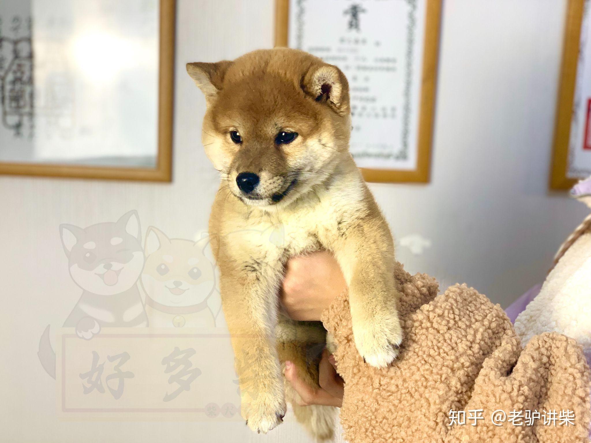 紹興哪裡可以買到柴犬