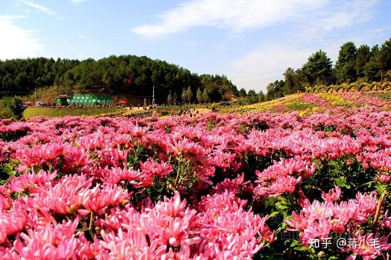 有華中最大的茶花觀賞園----茶花大觀園,有1萬餘畝低山杜鵑園,有