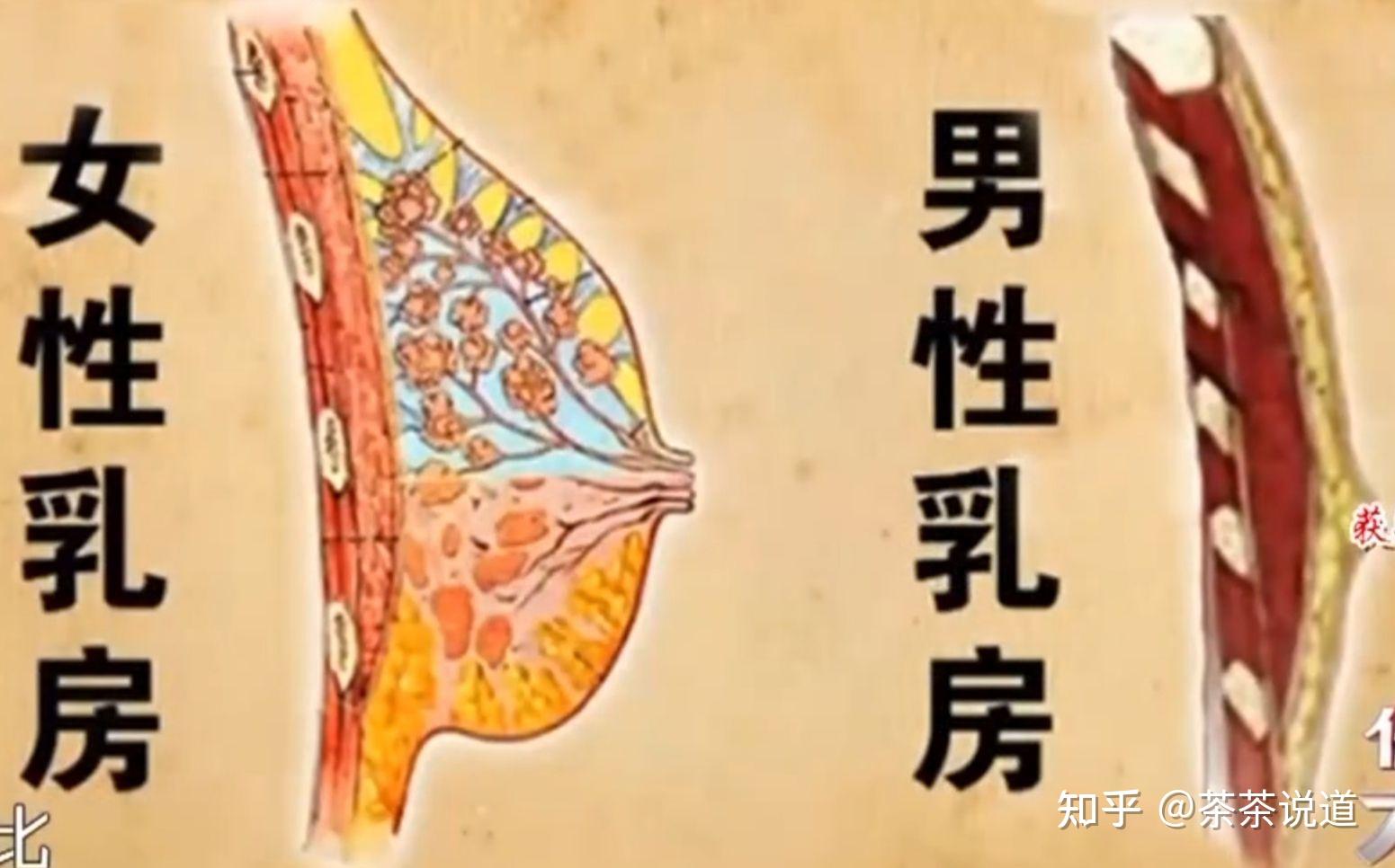 如何向孩子解释为什么女人的乳房比男人大乳汁是血变的为什么不是红色