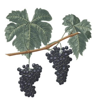 2. 桑树树干形态