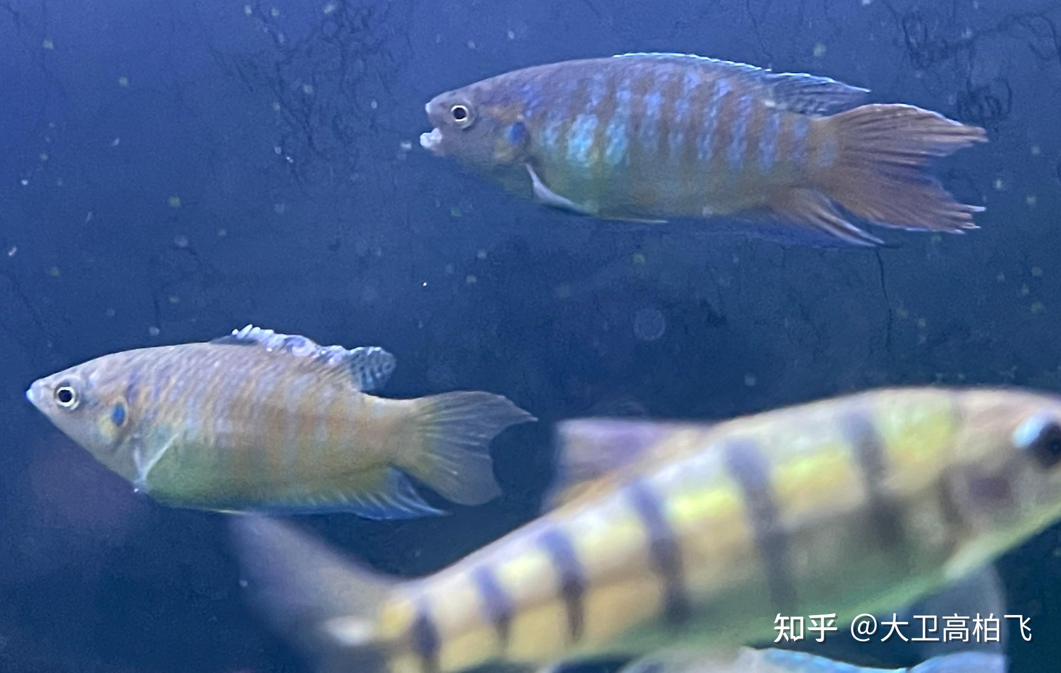 斗鱼身上长这种东西是什么病