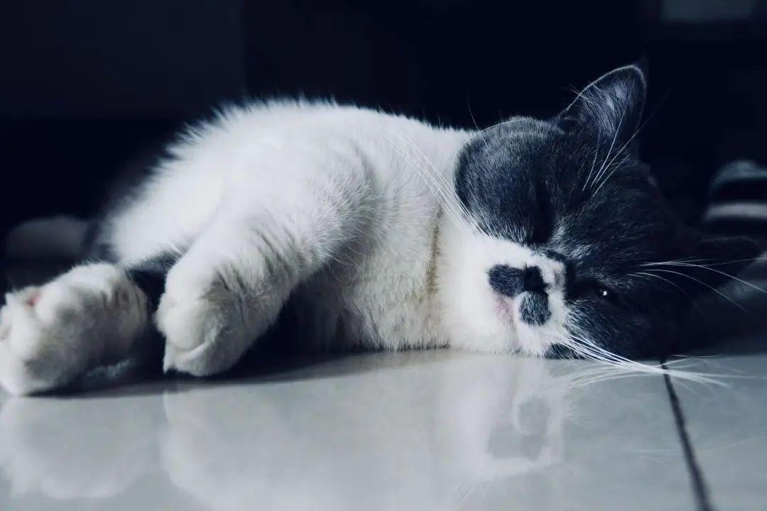 男子给自家猫取名”八嘎“,猫咪不慎走丢后,男子满小区大喊“八嘎”...... - 知乎