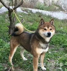 为什么胡麻柴不常见 胡麻柴是正宗柴犬吗 知乎